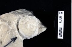 Foto (Detailansicht) von Pithonoton sp. (NHMW-GEO-1990-0041-0247)